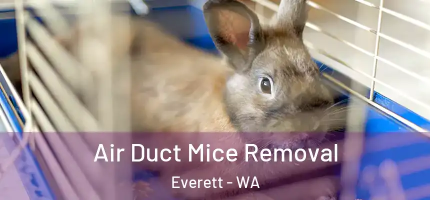 Air Duct Mice Removal Everett - WA