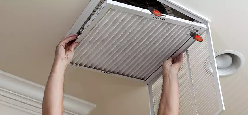 Our Insect Removal from Air Ducts Services in Everett, WA